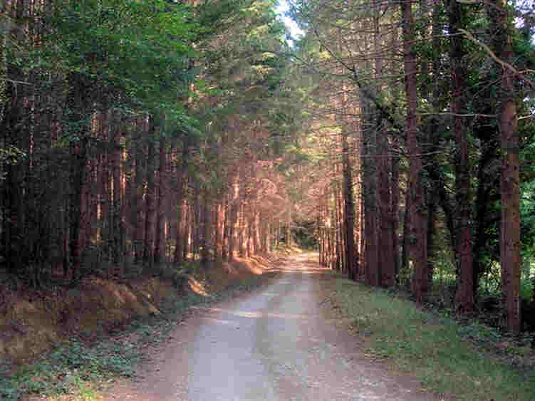Forêt Chemin de Teussines