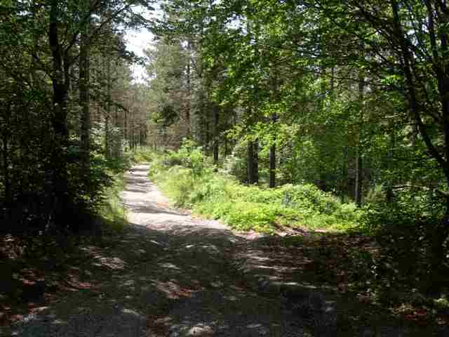 Vers le chemin forestier de Bourdelet