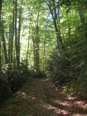 Chemin du Coll del Bac