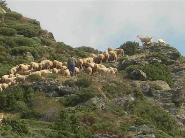 Troupeau de moutons près du Coll de Laquell