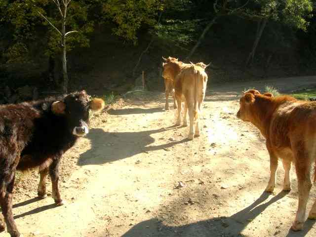Vaches près de la Serradora