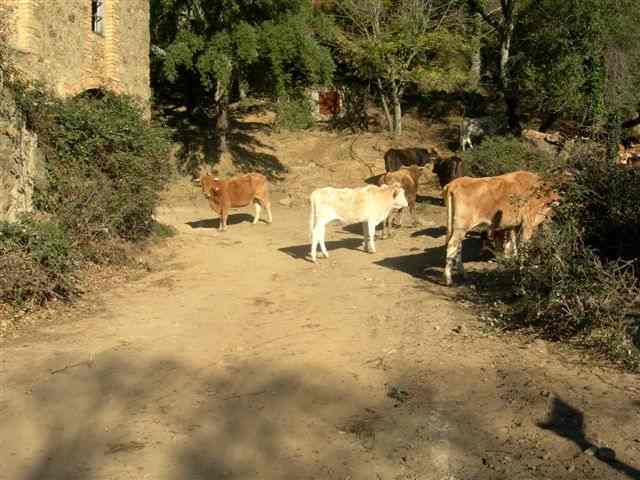 Vaches sur la piste du Castell de Requesens