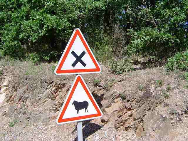 Attention mouton au carrefour