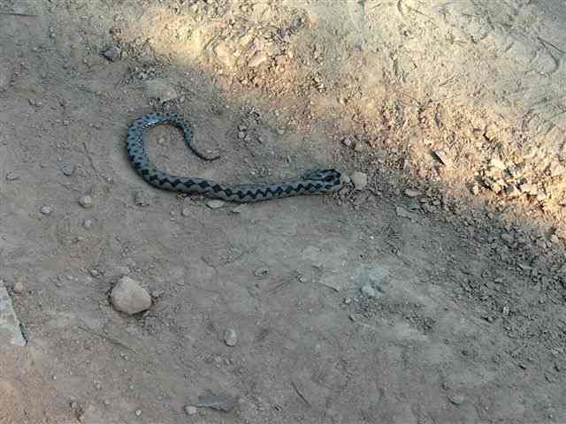 Serpent en goguette sur la piste d'El Ricard