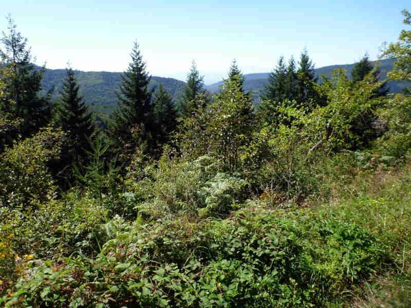 Forêt Domaniale des Soulanes de Nore
