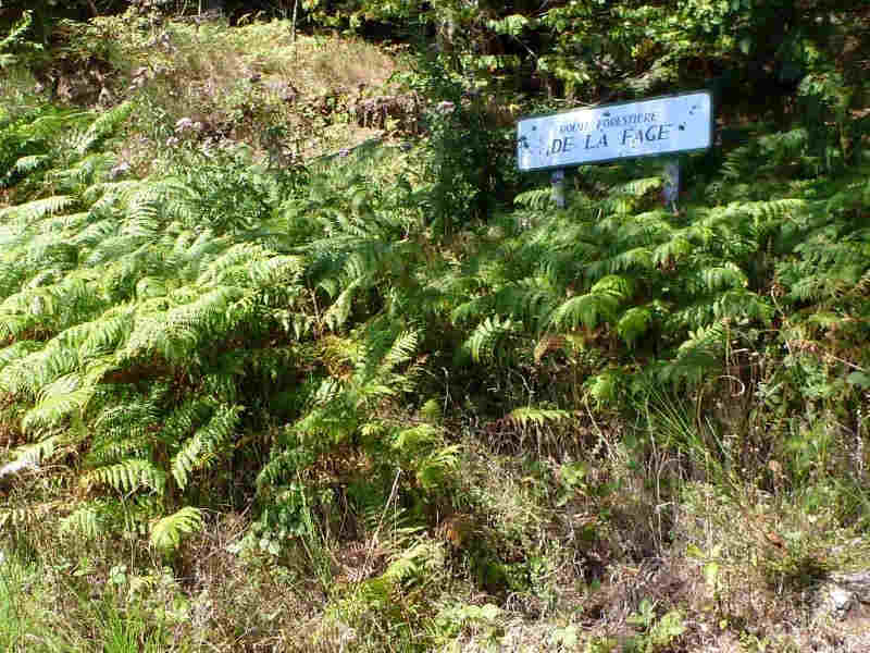 route forestière de la Fage