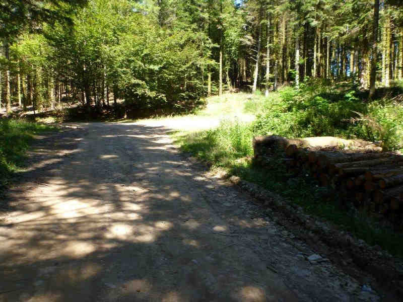 Route Forestière de Sarraliou