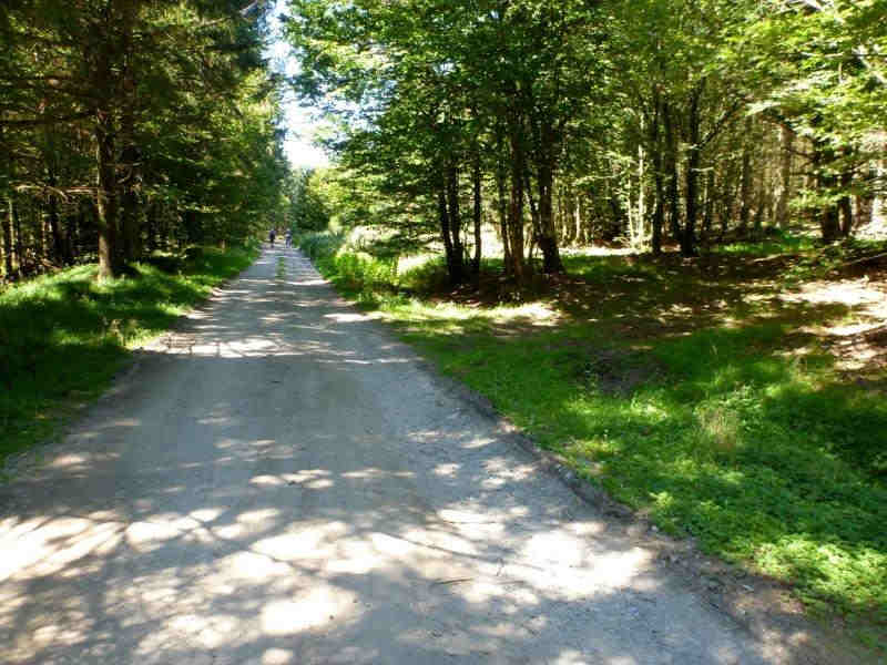 Route Forestière de Peyremaux