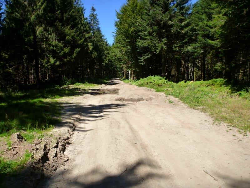 Route Forestière de Peyremaux